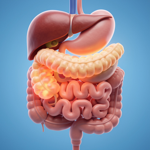 Illustration médicale en 3D du pancréas enflammé, entouré de l’estomac, du foie, de la vésicule biliaire et des intestins.