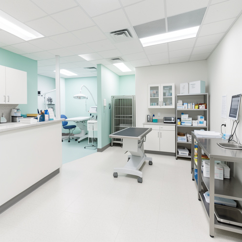 Intérieur lumineux et organisé d’une clinique vétérinaire avec espace d’accueil, salle d’examen, bloc opératoire, laboratoire, cages et matériel médical.
